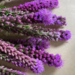 Load image into Gallery viewer, FARM FRESH LIATRIS - SINGLE BUNCH (10 STEMS)