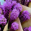 Load image into Gallery viewer, FARM FRESH LIATRIS - SINGLE BUNCH (10 STEMS)