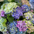 Load image into Gallery viewer, FARM FRESH HYDRANGEAS - SINGLE BUNCH (5 STEMS)