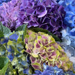 Load image into Gallery viewer, FARM FRESH HYDRANGEAS - SINGLE BUNCH (5 STEMS)