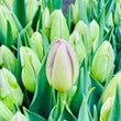 Load image into Gallery viewer, FARM FRESH TULIPS - DOUBLE BUNCH (20 STEMS)
