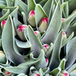 Load image into Gallery viewer, FARM FRESH TULIPS - SINGLE BUNCH (10 STEMS)