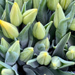 Load image into Gallery viewer, FARM FRESH TULIPS - SINGLE BUNCH (10 STEMS)