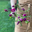 Load image into Gallery viewer, FARM FRESH FREESIAS - SINGLE BUNCH (10 STEMS)