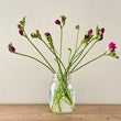 Load image into Gallery viewer, FARM FRESH FREESIAS - SINGLE BUNCH (10 STEMS)