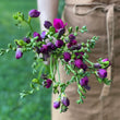 Load image into Gallery viewer, FARM FRESH FREESIAS - TRIPLE BUNCH (30 STEMS)