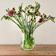 Load image into Gallery viewer, FARM FRESH FREESIAS - TRIPLE BUNCH (30 STEMS)