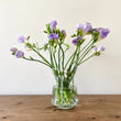 Load image into Gallery viewer, FARM FRESH FREESIAS - DOUBLE BUNCH (20 STEMS)