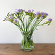 Load image into Gallery viewer, FARM FRESH FREESIAS - TRIPLE BUNCH (30 STEMS)