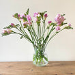 Load image into Gallery viewer, FARM FRESH FREESIAS - DOUBLE BUNCH (20 STEMS)