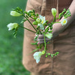 Load image into Gallery viewer, FARM FRESH FREESIAS - SINGLE BUNCH (10 STEMS)