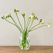 Load image into Gallery viewer, FARM FRESH FREESIAS - SINGLE BUNCH (10 STEMS)