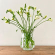 Load image into Gallery viewer, FARM FRESH FREESIAS - DOUBLE BUNCH (20 STEMS)