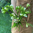 Load image into Gallery viewer, FARM FRESH FREESIAS - TRIPLE BUNCH (30 STEMS)
