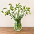 Load image into Gallery viewer, FARM FRESH FREESIAS - TRIPLE BUNCH (30 STEMS)