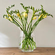 Load image into Gallery viewer, FARM FRESH FREESIAS - DOUBLE BUNCH (20 STEMS)