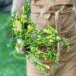 Load image into Gallery viewer, FARM FRESH FREESIAS - TRIPLE BUNCH (30 STEMS)
