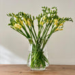 Load image into Gallery viewer, FARM FRESH FREESIAS - TRIPLE BUNCH (30 STEMS)