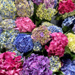 Load image into Gallery viewer, FARM FRESH HYDRANGEAS - SINGLE BUNCH (5 STEMS)