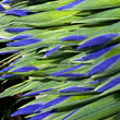 Load image into Gallery viewer, FARM FRESH DUTCH IRIS - DOUBLE BUNCH