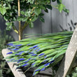 Load image into Gallery viewer, FARM FRESH DUTCH IRIS - TRIPLE BUNCH