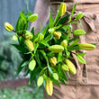 Load image into Gallery viewer, FARM FRESH ASIATIC LILIES - SINGLE BUNCH (5 STEMS)