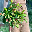 Load image into Gallery viewer, FARM FRESH ASIATIC LILIES - DOUBLE BUNCH (10 STEMS)
