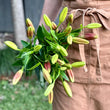 Load image into Gallery viewer, FARM FRESH ASIATIC LILIES - SINGLE BUNCH (5 STEMS)