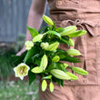 Load image into Gallery viewer, FARM FRESH ASIATIC LILIES - SINGLE BUNCH (5 STEMS)