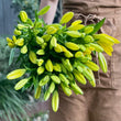 Load image into Gallery viewer, FARM FRESH ASIATIC LILIES - DOUBLE BUNCH (10 STEMS)