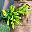 Load image into Gallery viewer, FARM FRESH ASIATIC LILIES - SINGLE BUNCH (5 STEMS)