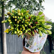 Load image into Gallery viewer, FARM FRESH ASIATIC LILIES - DOUBLE BUNCH (10 STEMS)