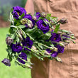 Load image into Gallery viewer, FARM FRESH LISIANTHUS - SINGLE BUNCH
