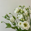 Load image into Gallery viewer, FARM FRESH LISIANTHUS - SINGLE BUNCH
