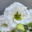 Load image into Gallery viewer, FARM FRESH LISIANTHUS - DOUBLE BUNCH