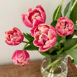 Load image into Gallery viewer, FARM FRESH TULIPS - SINGLE BUNCH (10 STEMS)