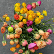 Load image into Gallery viewer, FARMGATE RANUNCULUS - SINGLE MARKET BUNCH
