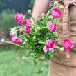 Load image into Gallery viewer, FARMGATE RANUNCULUS - SINGLE MARKET BUNCH