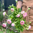 Load image into Gallery viewer, FARMGATE RANUNCULUS - SINGLE MARKET BUNCH