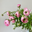 Load image into Gallery viewer, FARMGATE RANUNCULUS - DOUBLE MARKET BUNCH