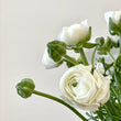 Load image into Gallery viewer, FARMGATE RANUNCULUS - SINGLE MARKET BUNCH