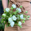 Load image into Gallery viewer, A person holding a bunch of farm fresh white ranunculus flowers with green foliage.