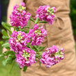 Load image into Gallery viewer, FARM FRESH STOCKS - SINGLE BUNCH (5 STEMS)