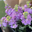 Load image into Gallery viewer, FARM FRESH STOCKS - SINGLE BUNCH (5 STEMS)