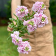 Load image into Gallery viewer, FARM FRESH STOCKS - SINGLE BUNCH (5 STEMS)