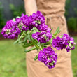 Load image into Gallery viewer, FARM FRESH STOCKS - SINGLE BUNCH (5 STEMS)