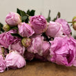 Load image into Gallery viewer, FARM FRESH PEONY ROSES - DOUBLE BUNCH (12 STEMS)