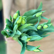 Load image into Gallery viewer, FARM FRESH TULIPS - SINGLE BUNCH (10 STEMS)