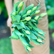Load image into Gallery viewer, FARM FRESH TULIPS - DOUBLE BUNCH (20 STEMS)