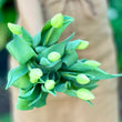 Load image into Gallery viewer, FARM FRESH TULIPS - SINGLE BUNCH (10 STEMS)